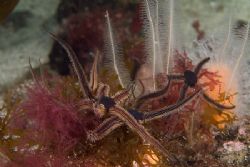 Brittle stars. Scotland. S2PRO, 60mm. by Derek Haslam 